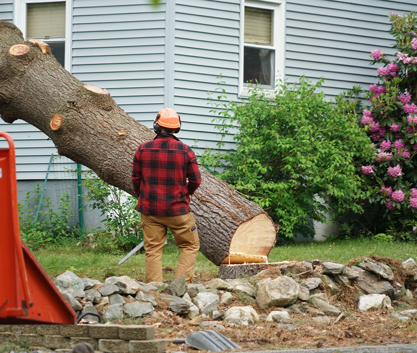 Tree Service & Care Professionals Insurance in Texas