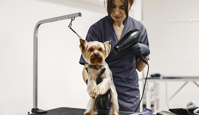 Types of Insurance for Pet Grooming Services
