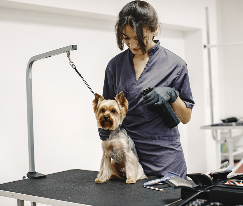 Types of Insurance for Pet Grooming Services